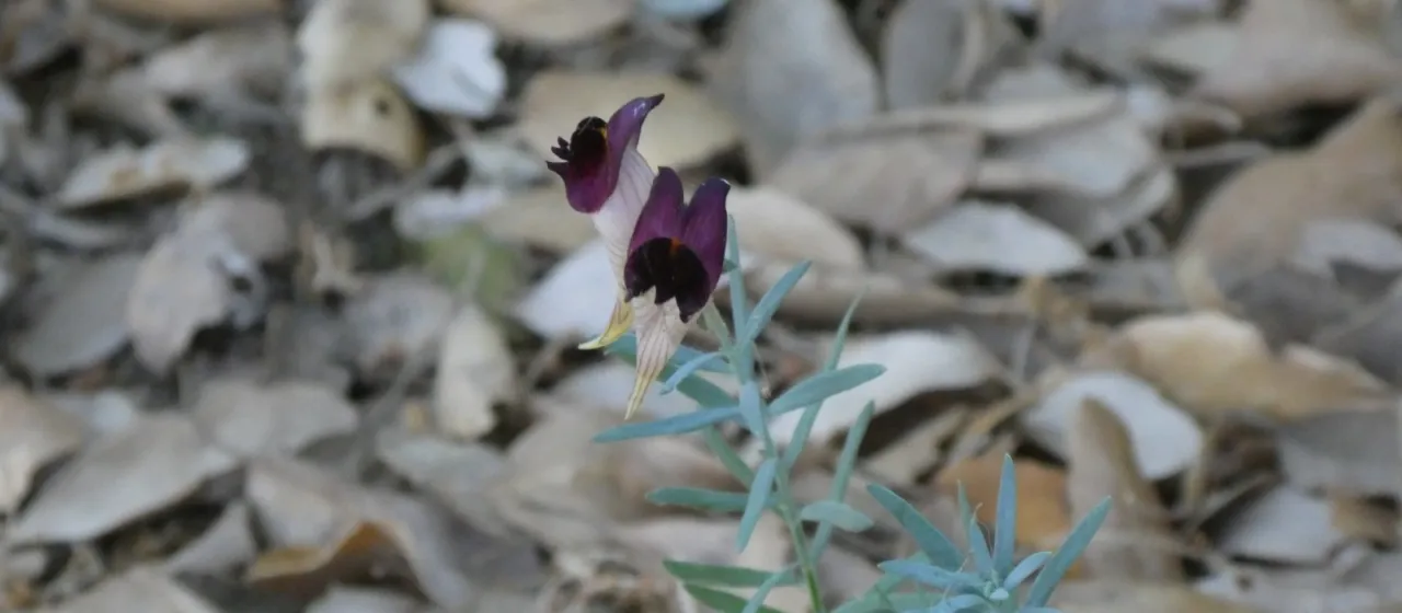 Linaria tristis