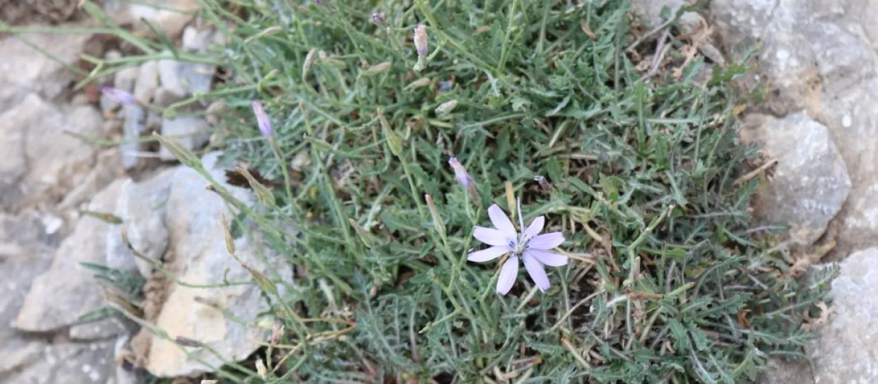Lactuca intricata