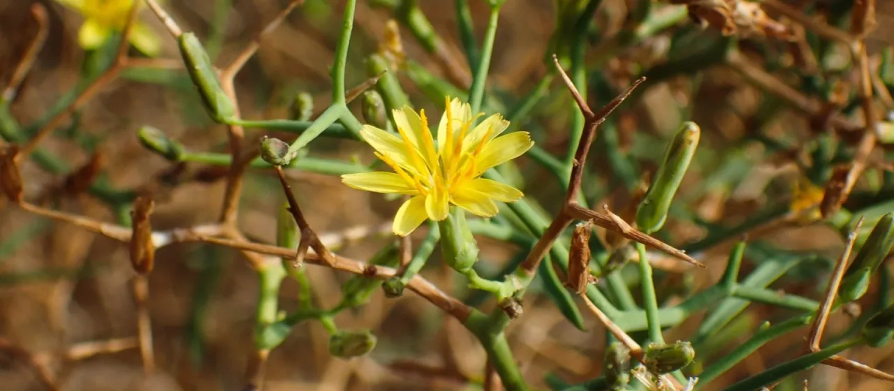 Launaea spinosa