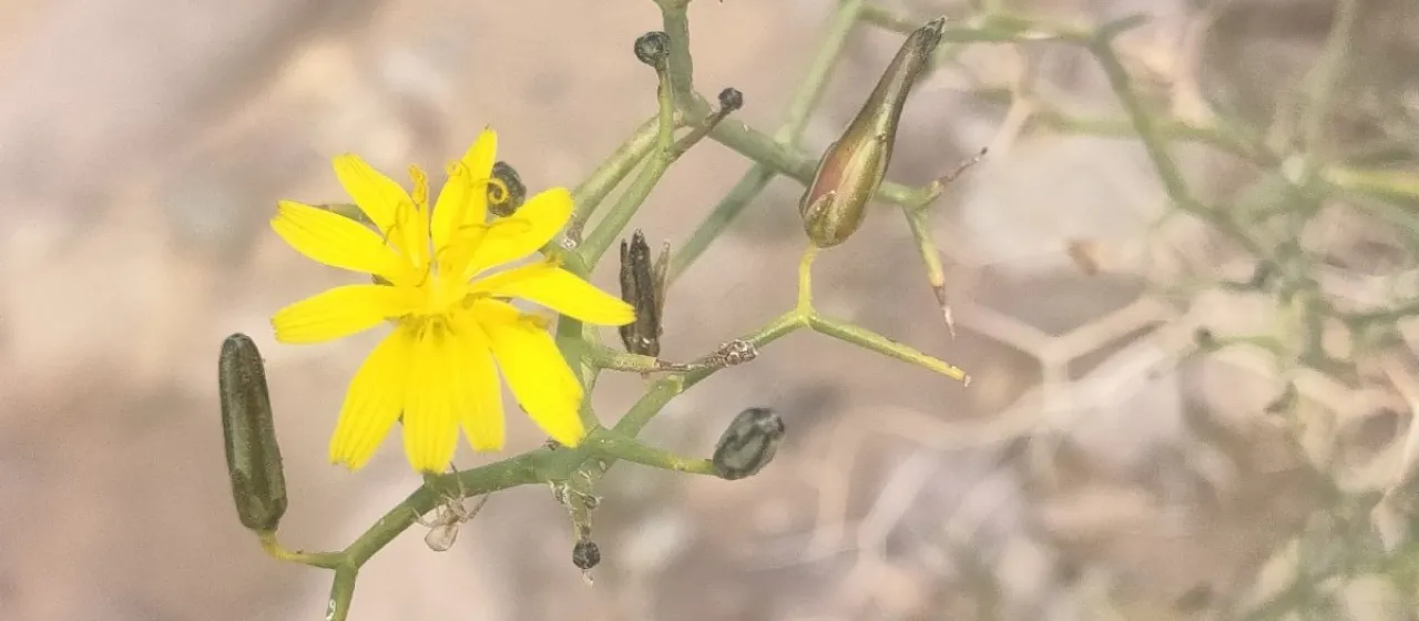 Launaea arborescens