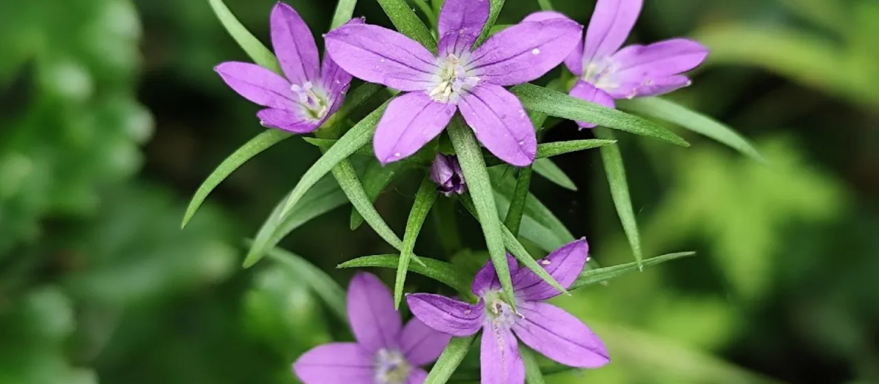 Legousia scabra