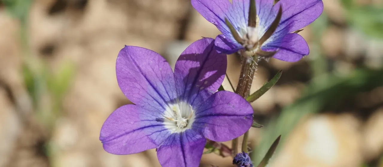 Legousia pentagonia
