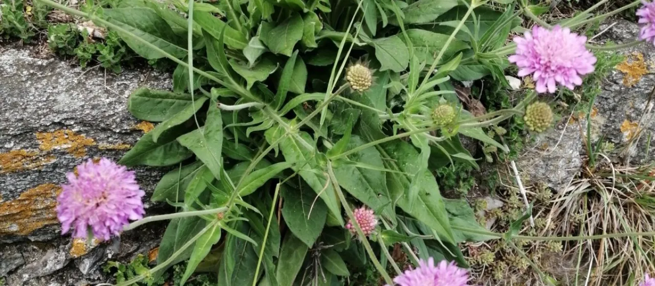 Velvet scabious