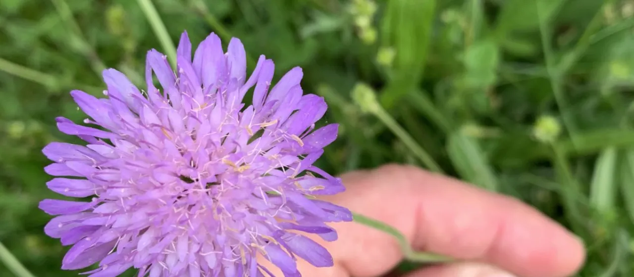 Transalpine scabious