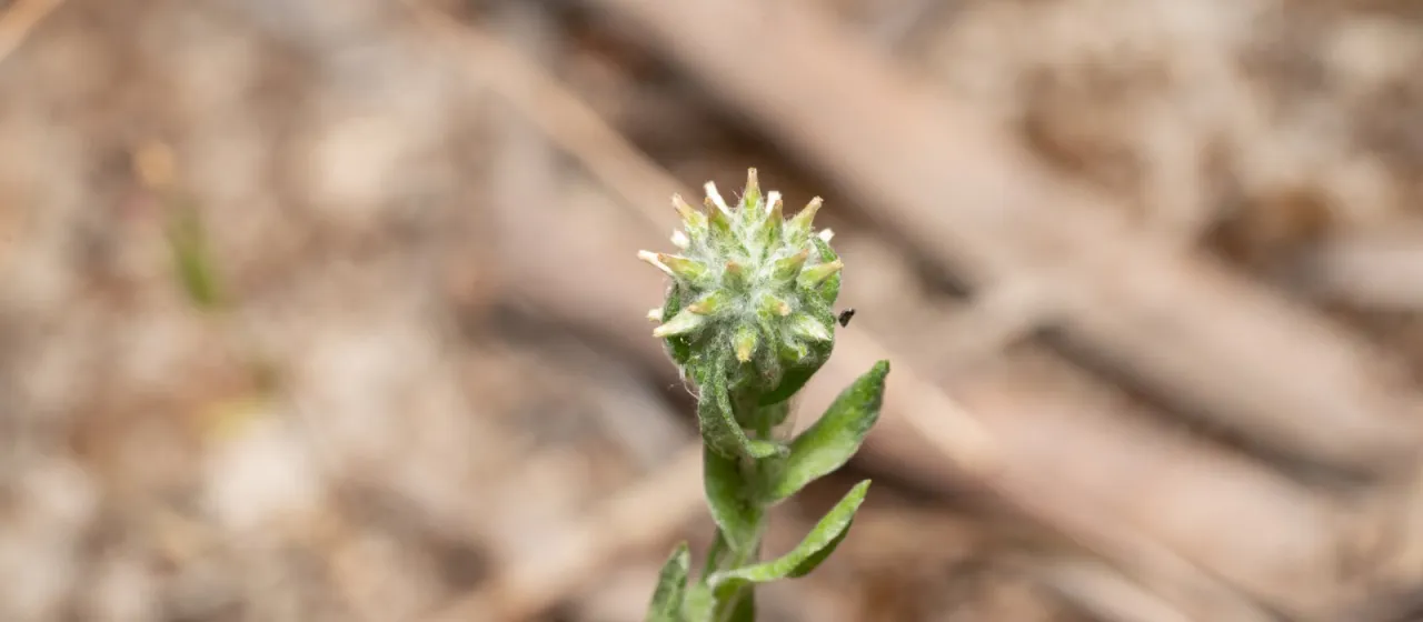 Woolly-headed filago