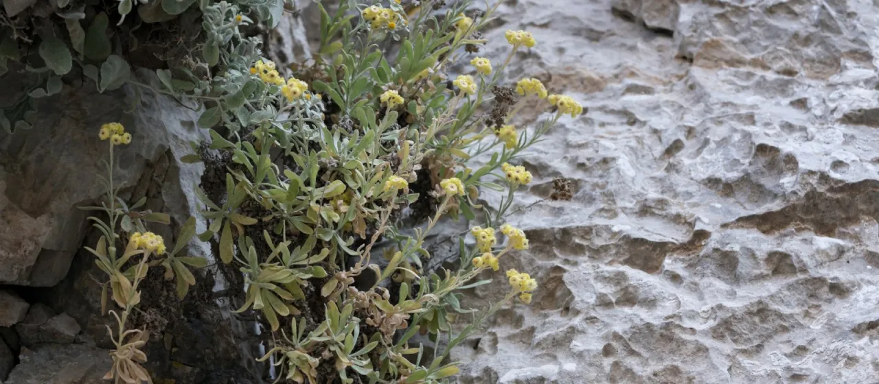 Eastern everlasting