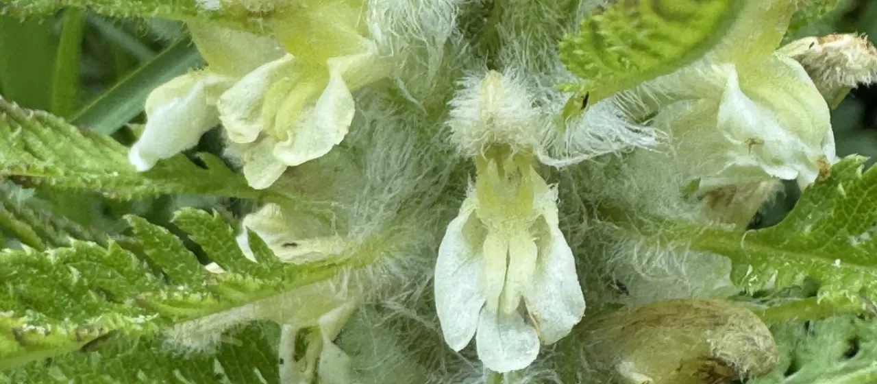 Leafy lousewort