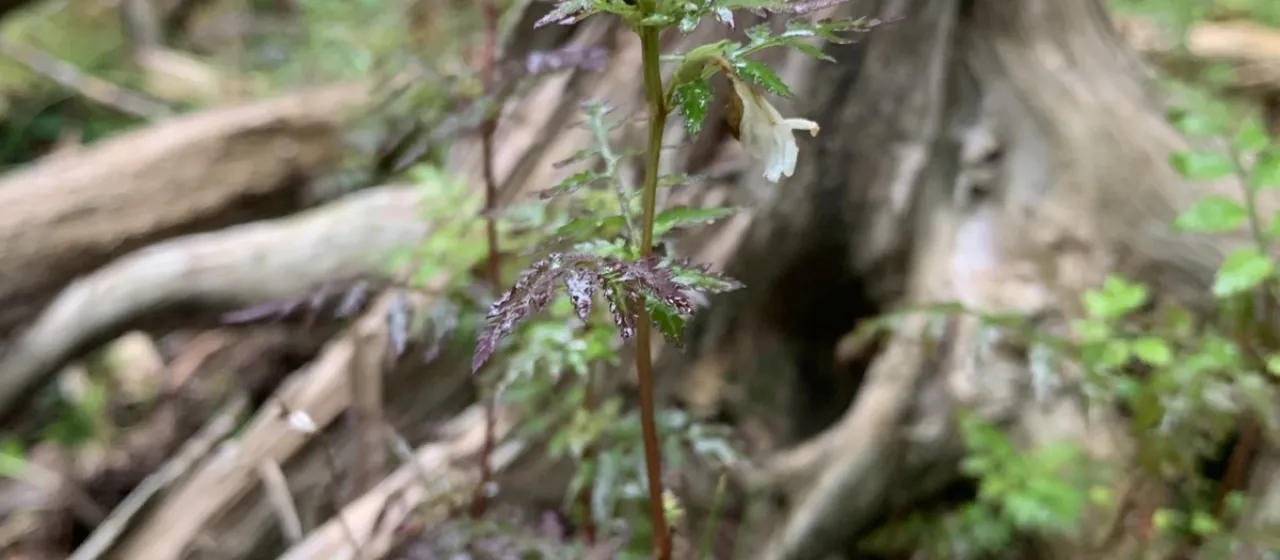 Pedicularis keiskei