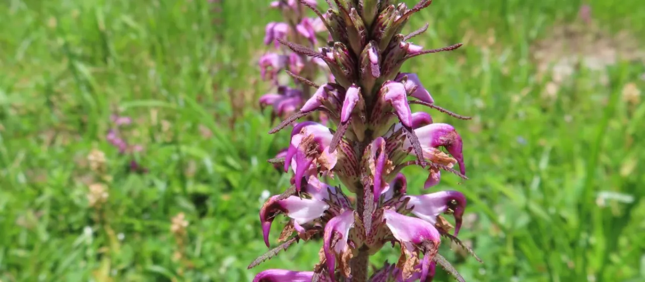 Chamisso's lousewort