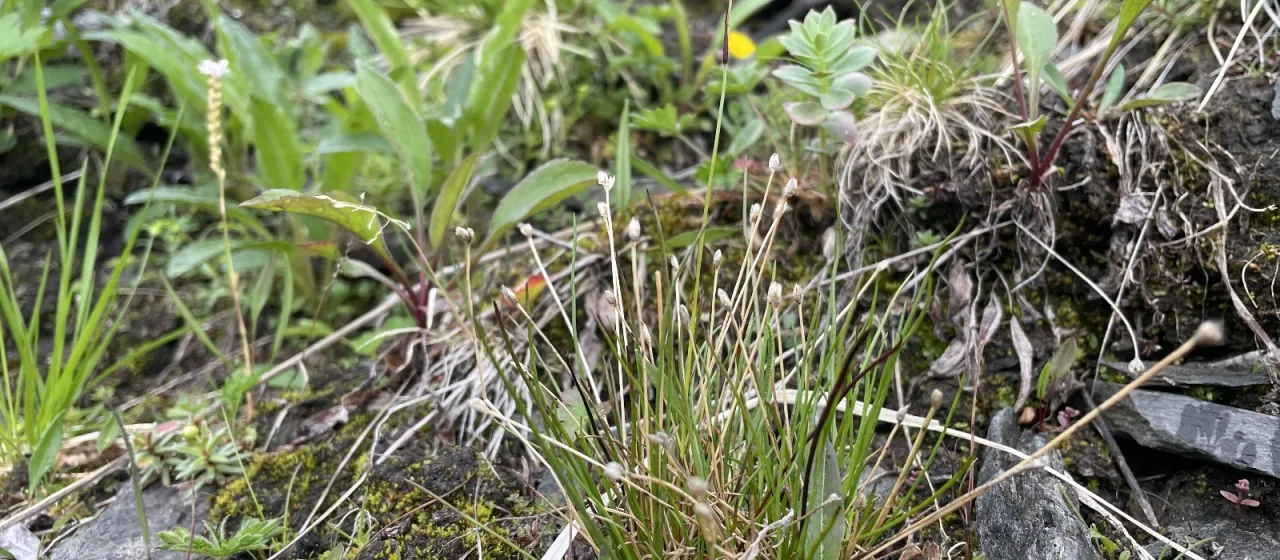 Two-flowered rush