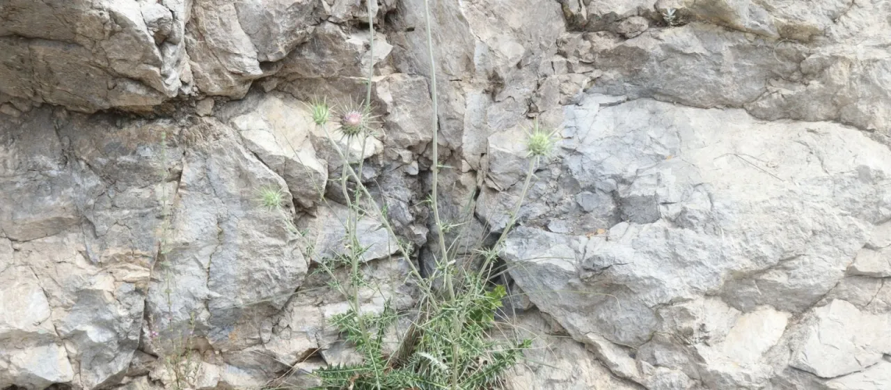 Lamyropsis cynaroides