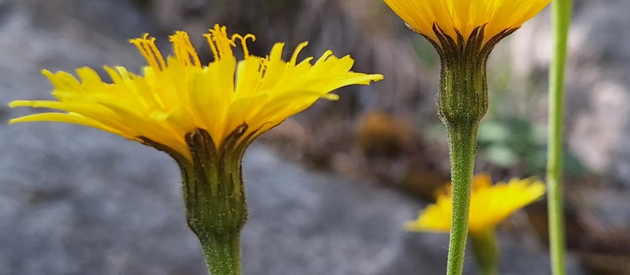Hoary hawkbit