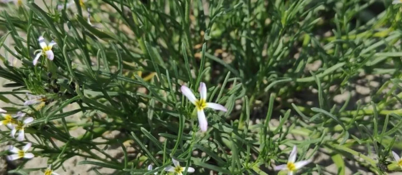Leptaleum filifolium