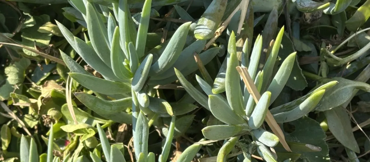 Kleinia repens