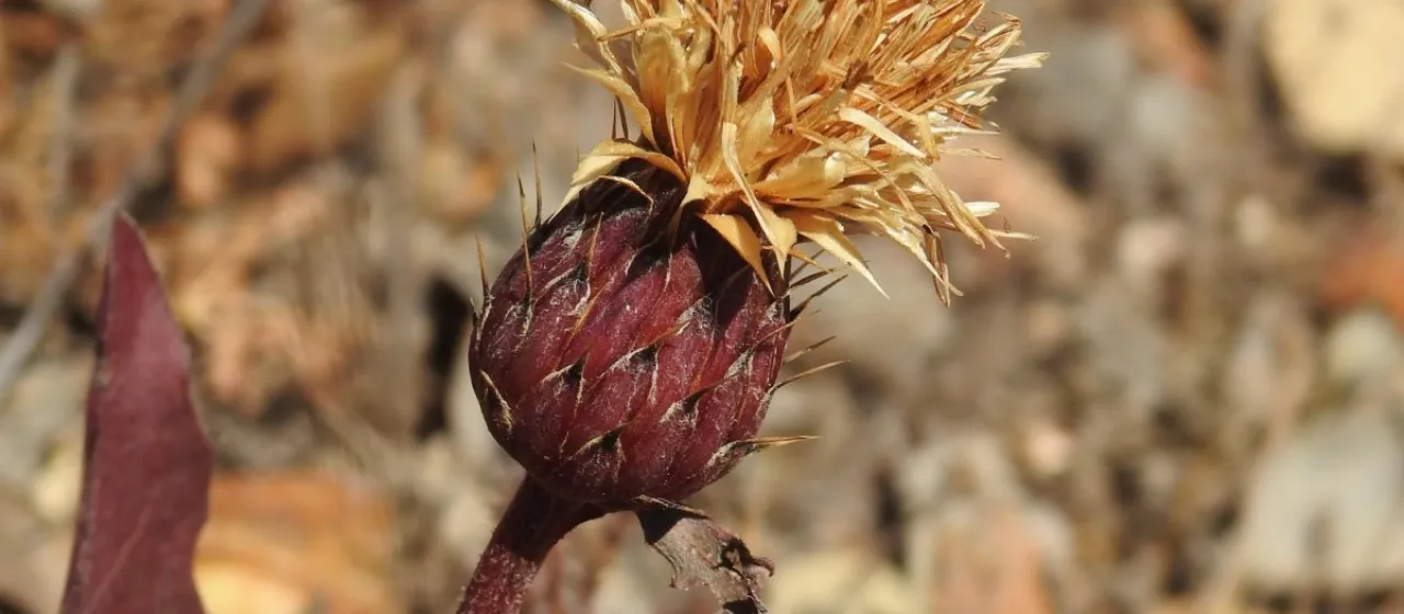 Klasea integrifolia