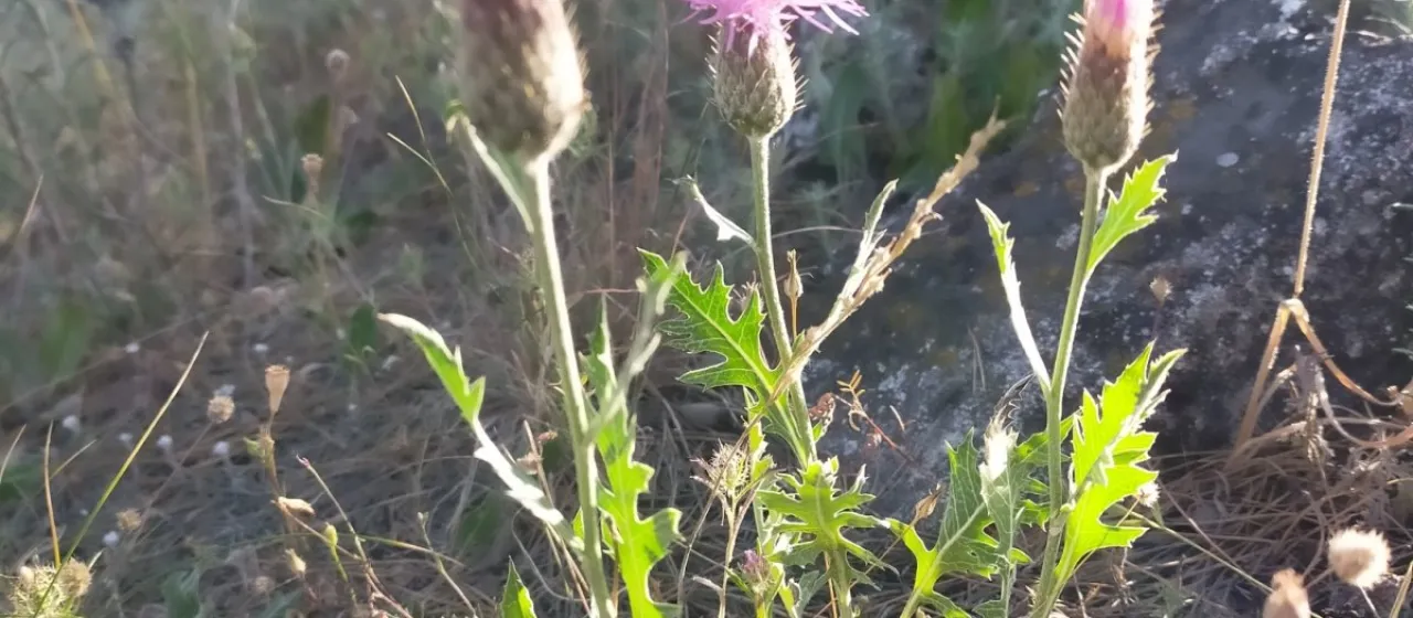 Klasea pinnatifida