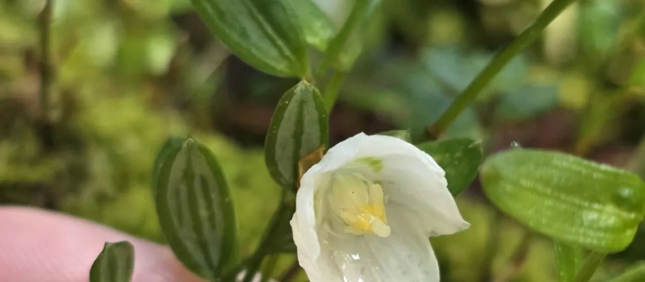 Luzuriaga parviflora