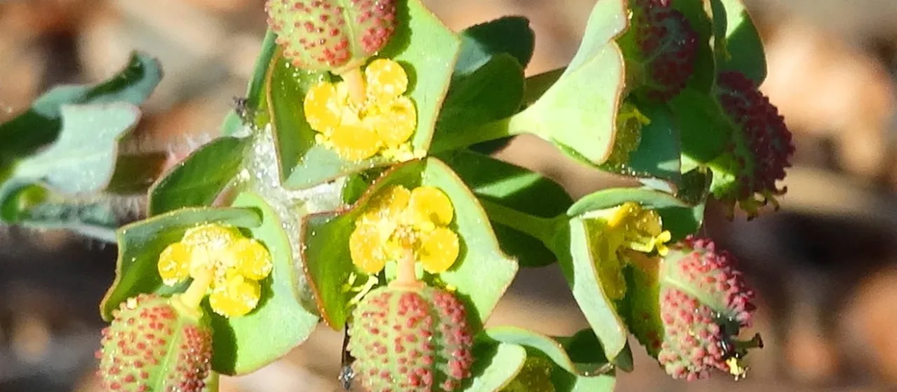 Euphorbia apios