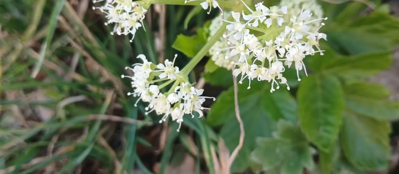 Lecokia cretica