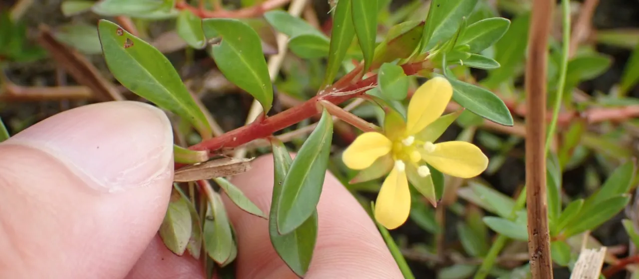 Ludwigia brevipes