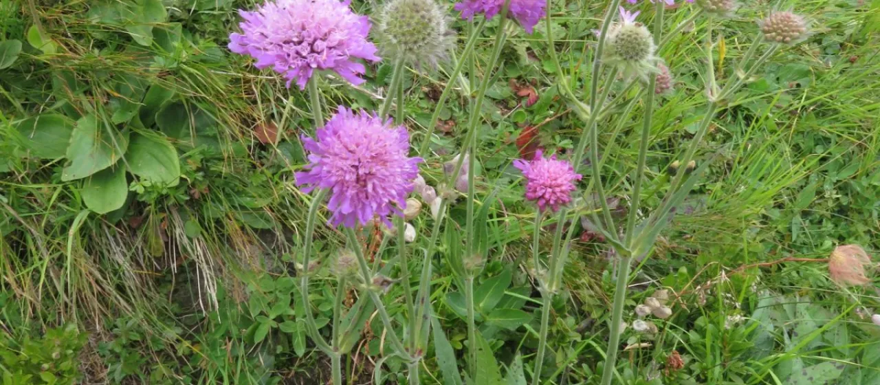 Knautia longifolia
