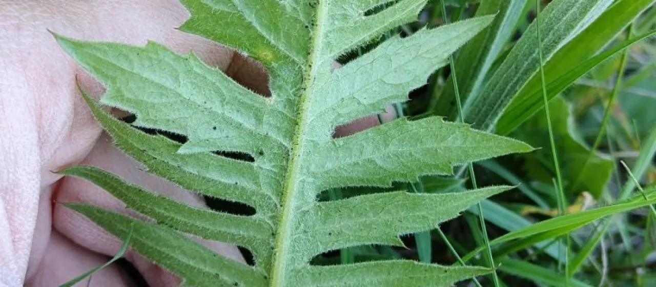 Klasea radiata
