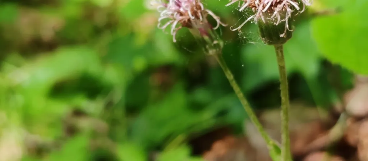 Purple coltsfoot