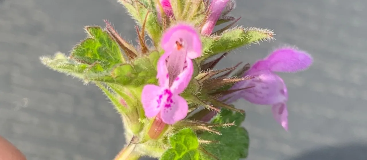 Northern dead-nettle