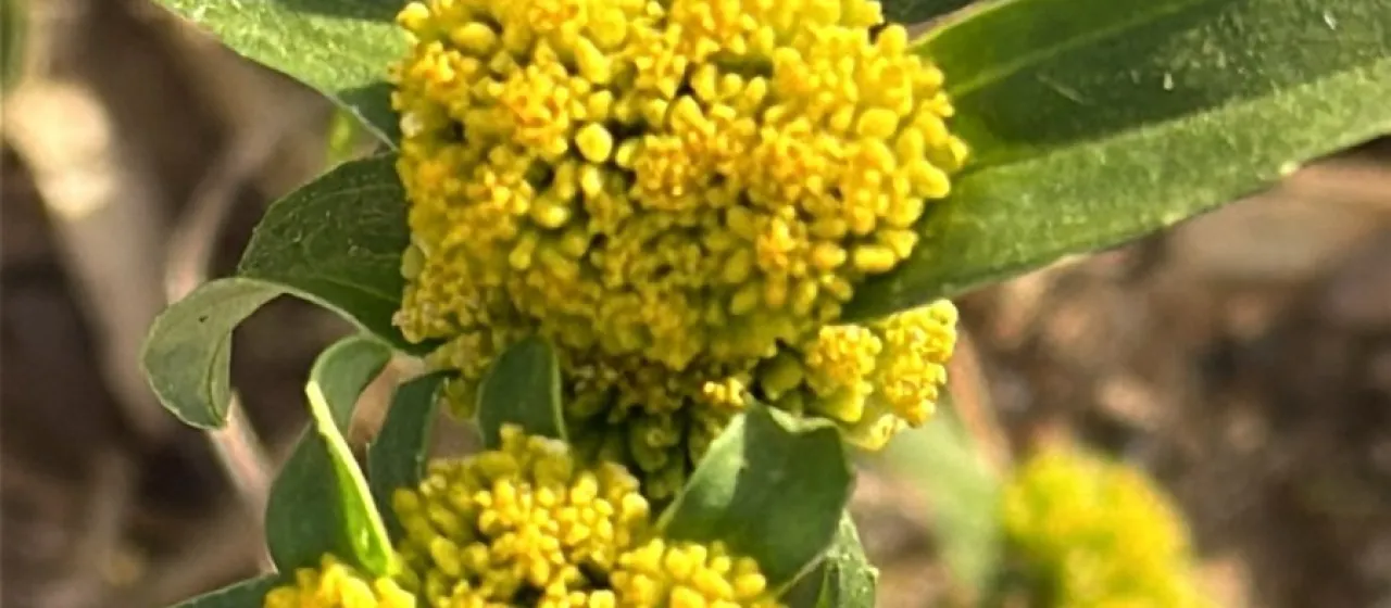 Flaveria australasica