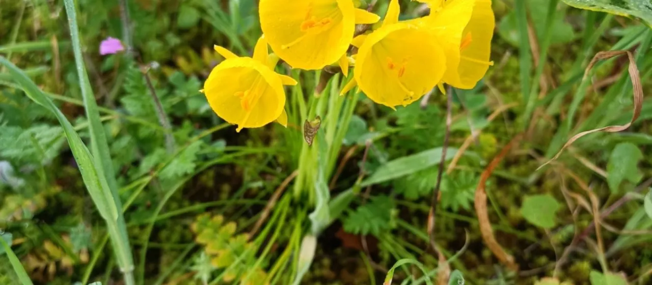 Hoop petticoat daffodil