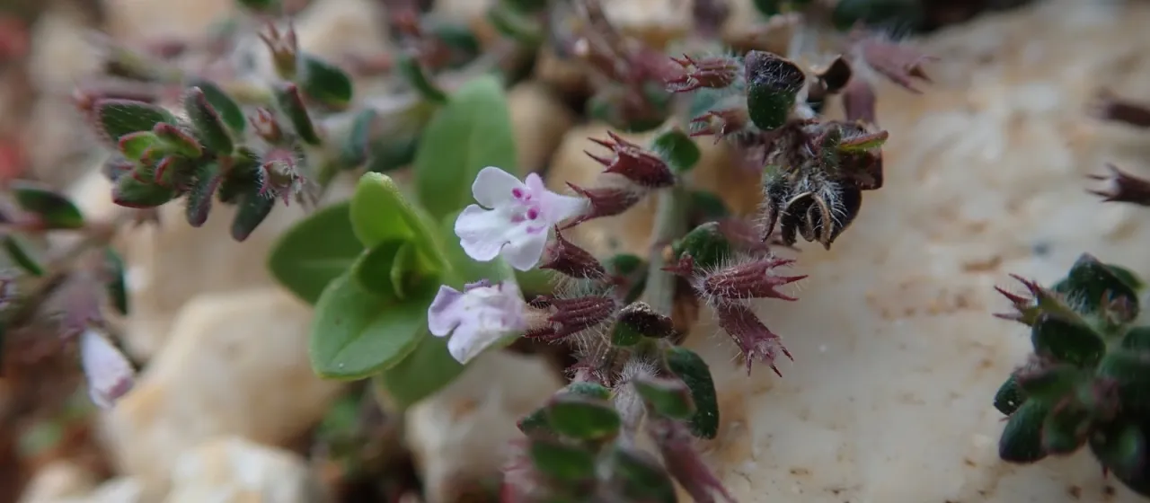 Micromeria microphylla