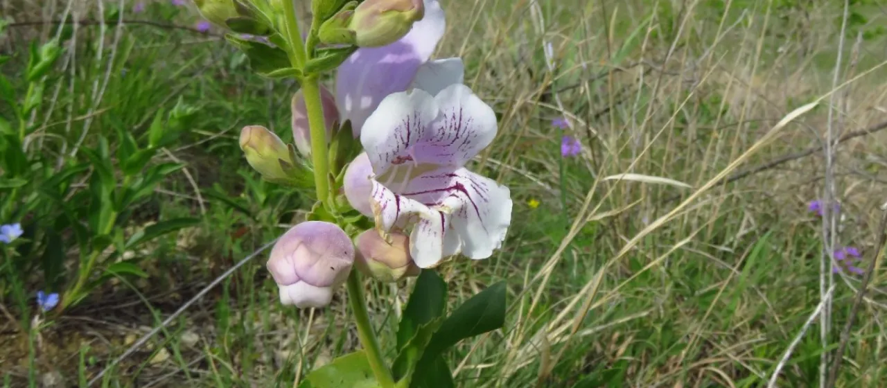 Penstemon cobaea