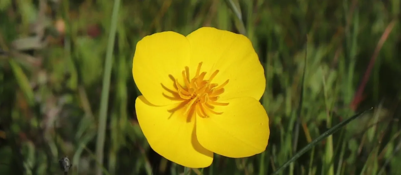 Frying pans poppy