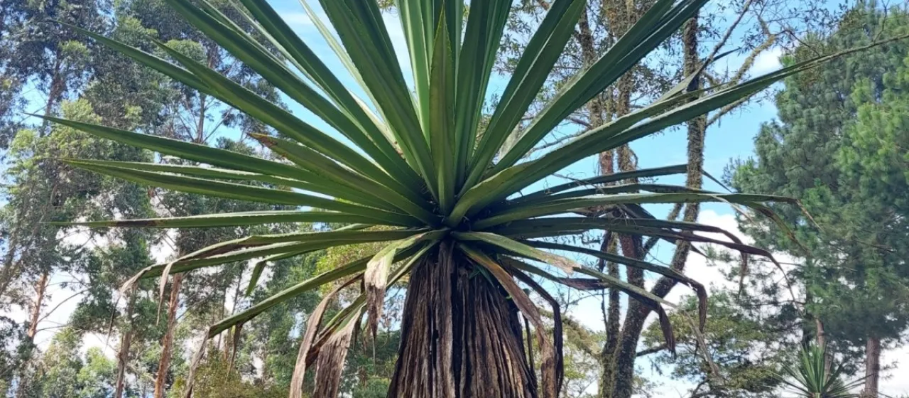 Furcraea cabuya