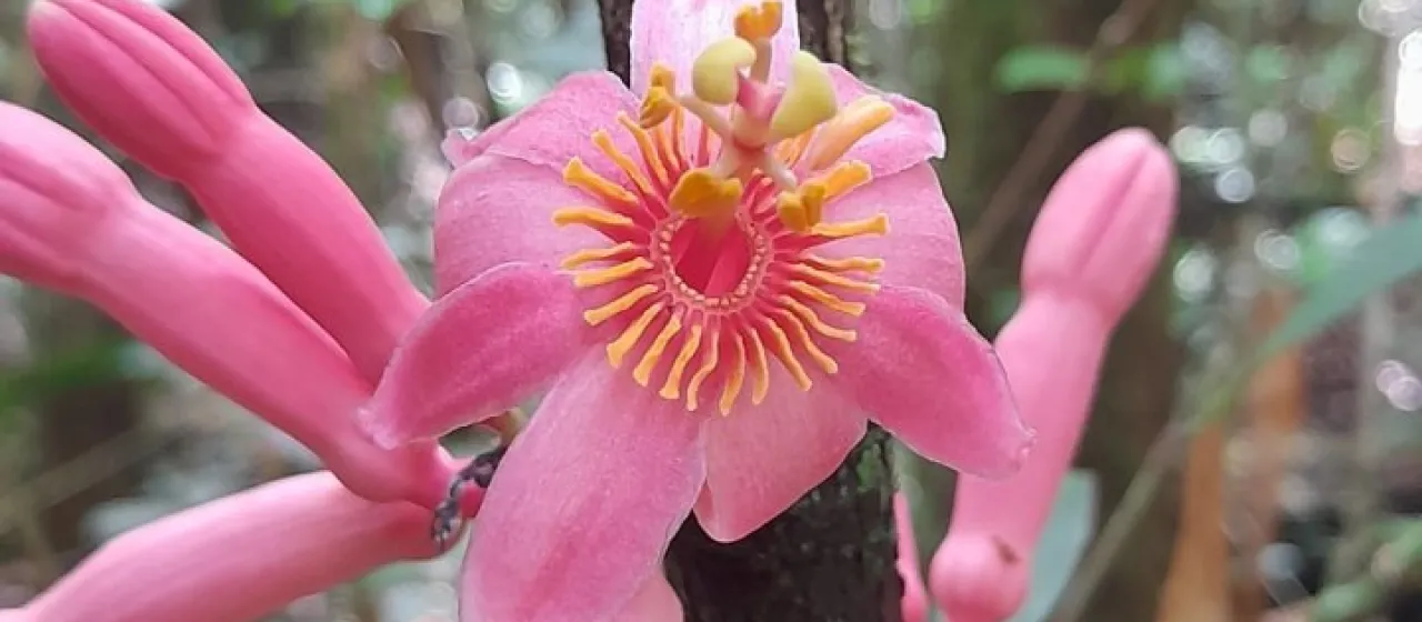 Passiflora amoena