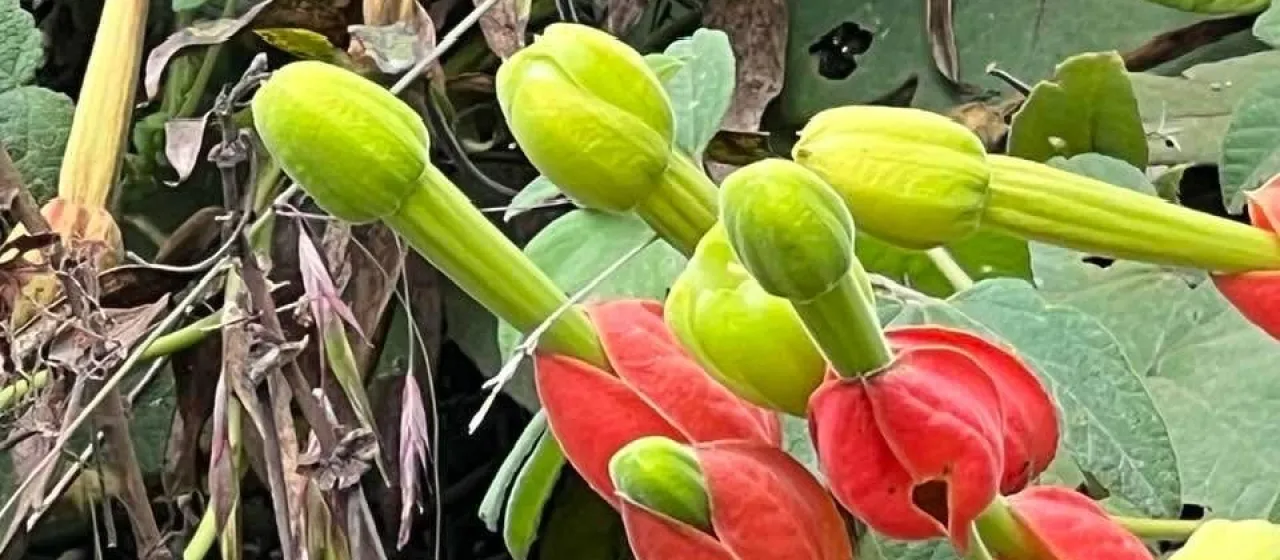 Passiflora ampullacea