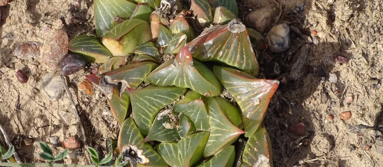 Haworthia retusa