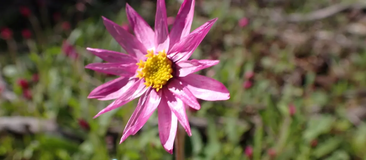Lawrencella davenportii