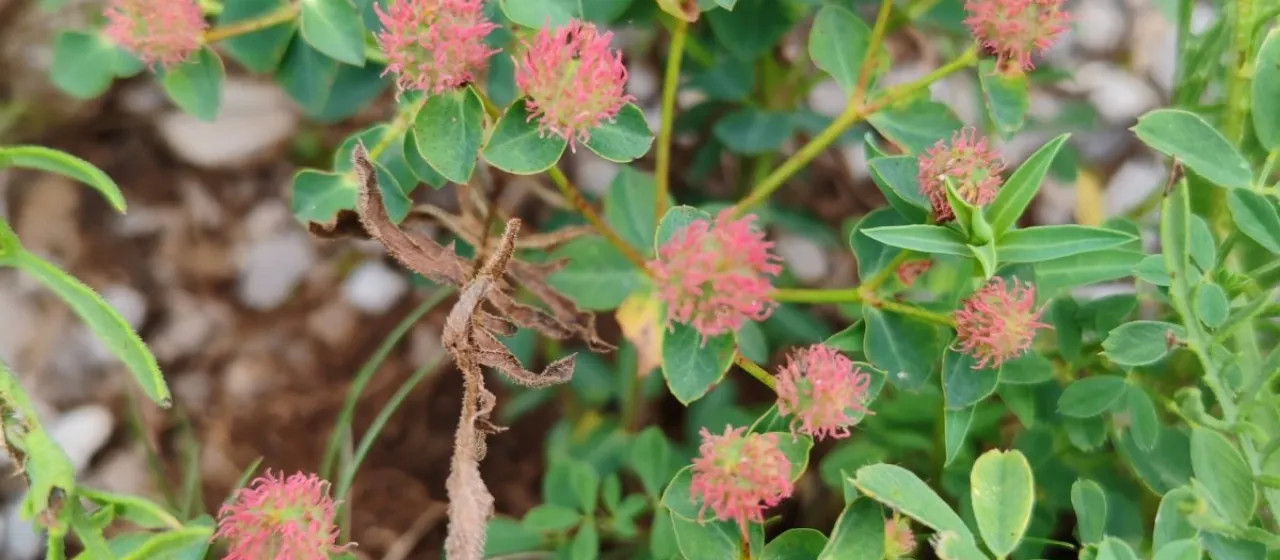 Молочай земляничный