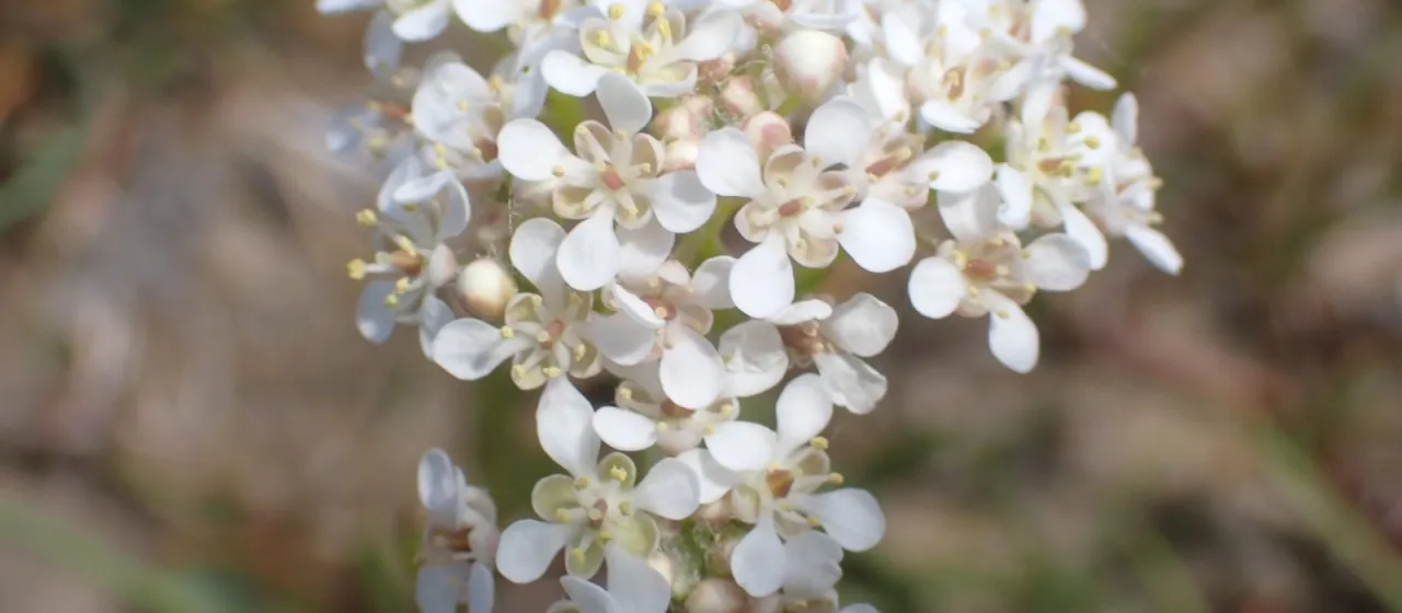 Lepidium cartilagineum