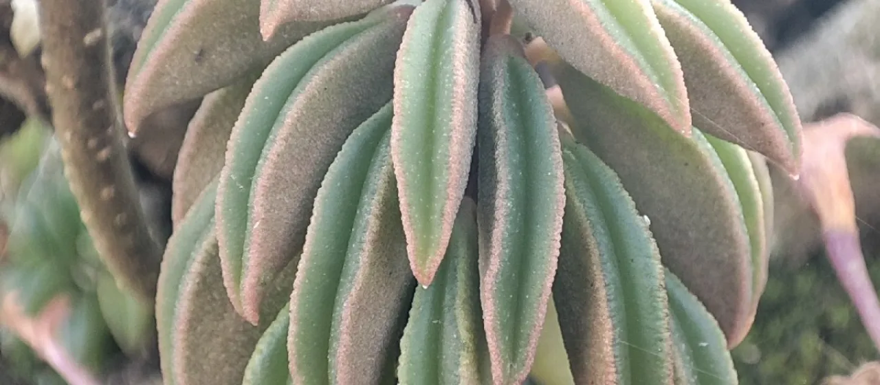 Peperomia asperula
