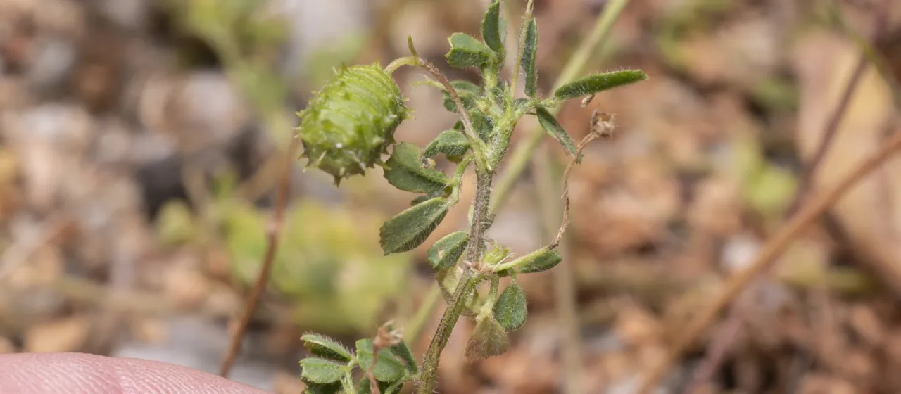 Medicago constricta