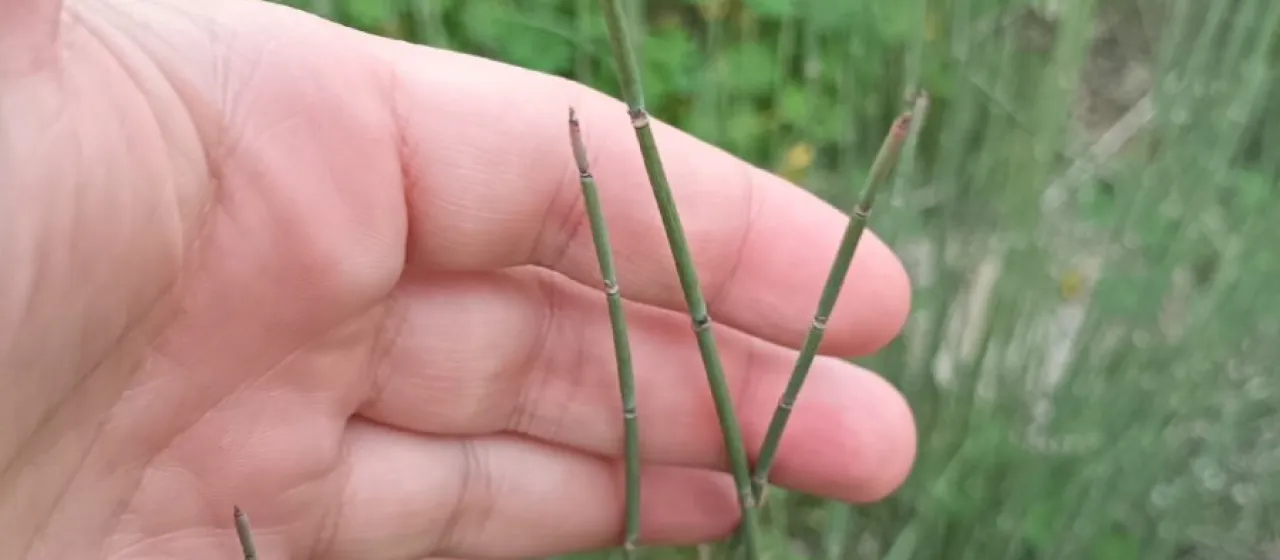 Ephedra podostylax