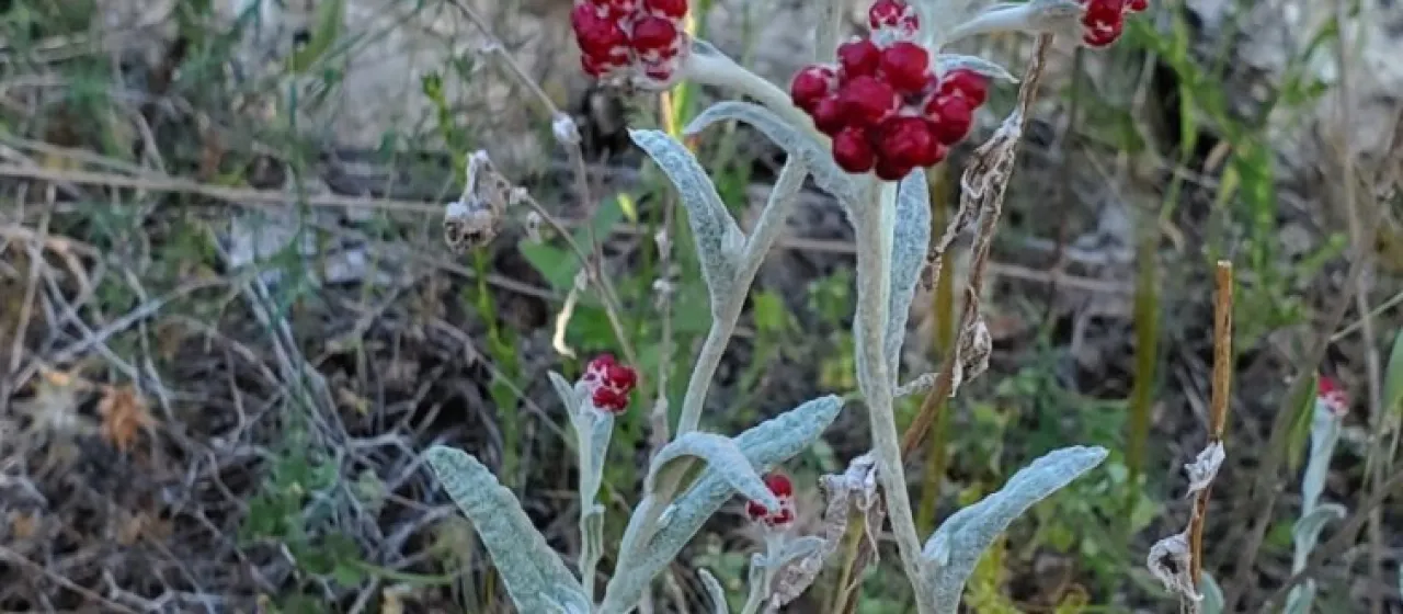 Red everlasting