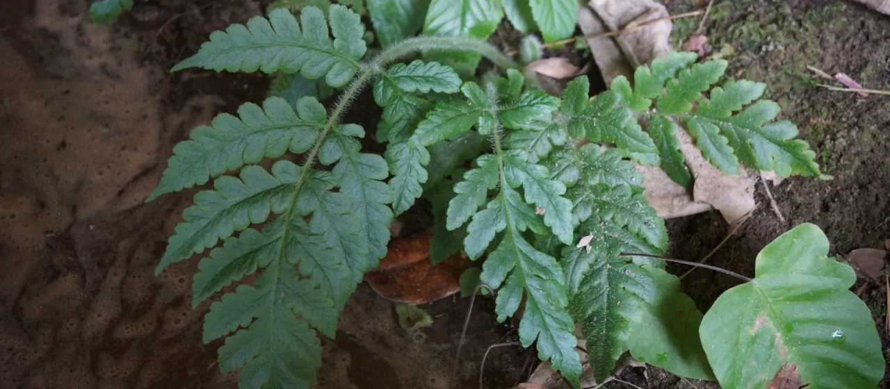 Lonchitis hirsuta