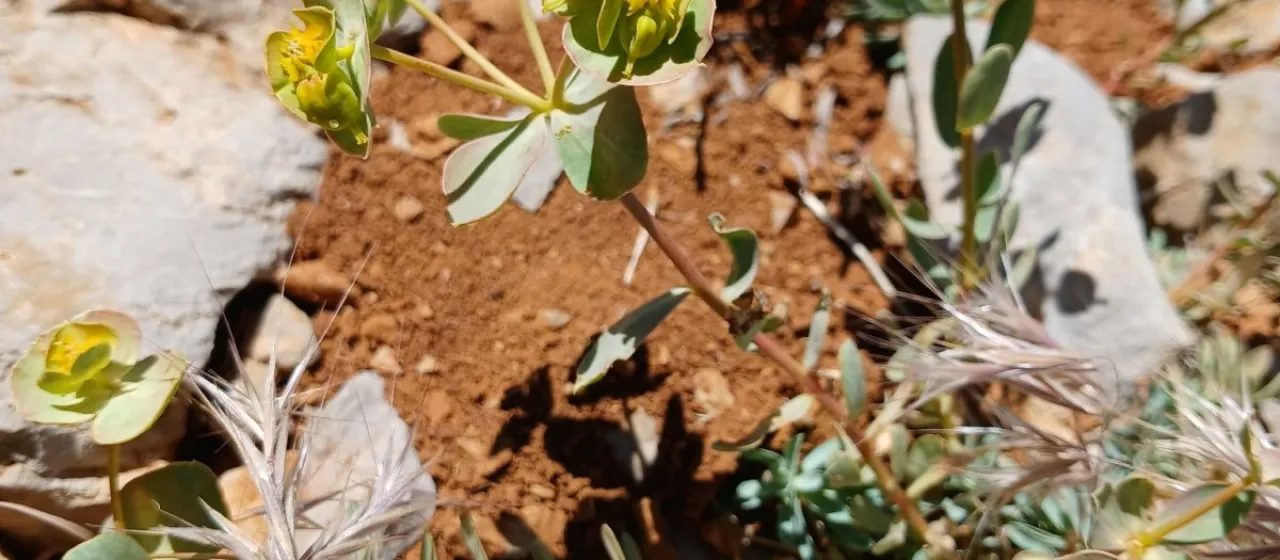 Antilebanon spurge