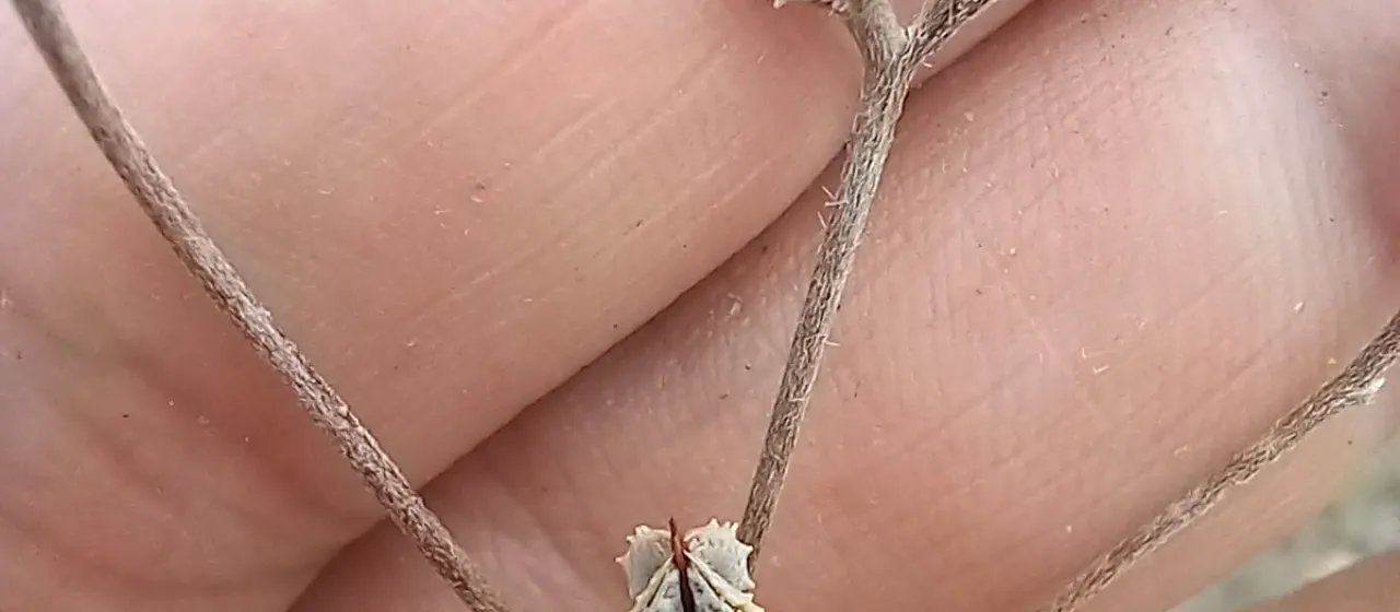 Lappula spinocarpos