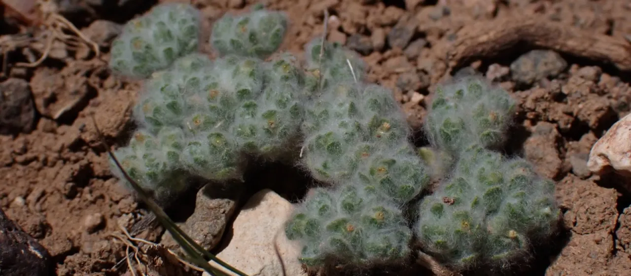 Lasiopogon muscoides