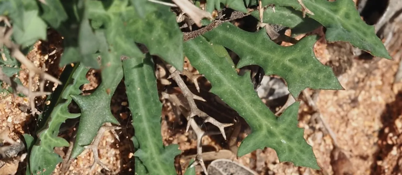 Launaea cervicornis
