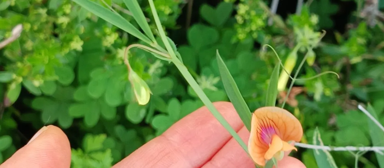 Jerusalem vetch